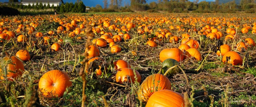 pumpkins grow fall tree fruit pumpkin patch trees center activities fun variety source