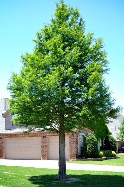 cypress bald tree trees plant hardiness mature shade