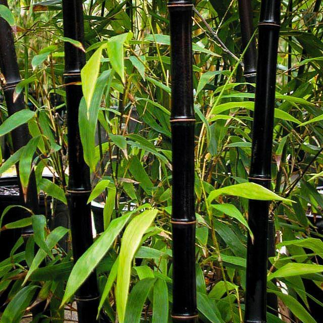 Home Bamboo Trees Black Bamboo