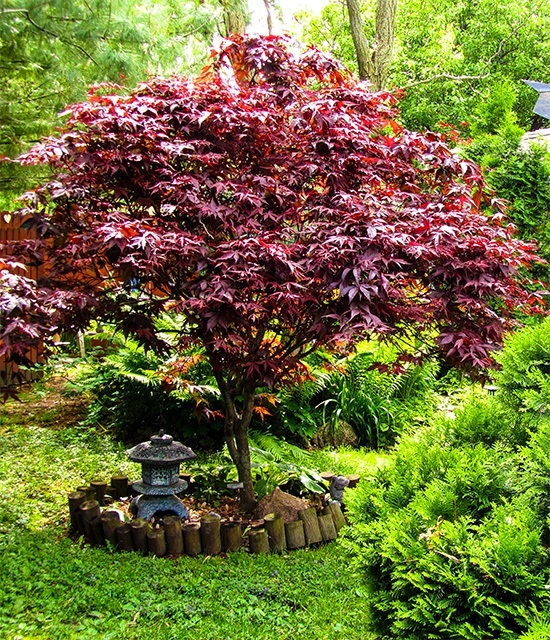 Bloodgood Japanese Maple