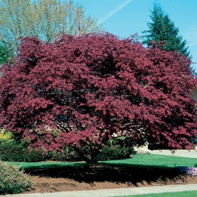 maple japanese bloodgood tree tamukeyama trees sun