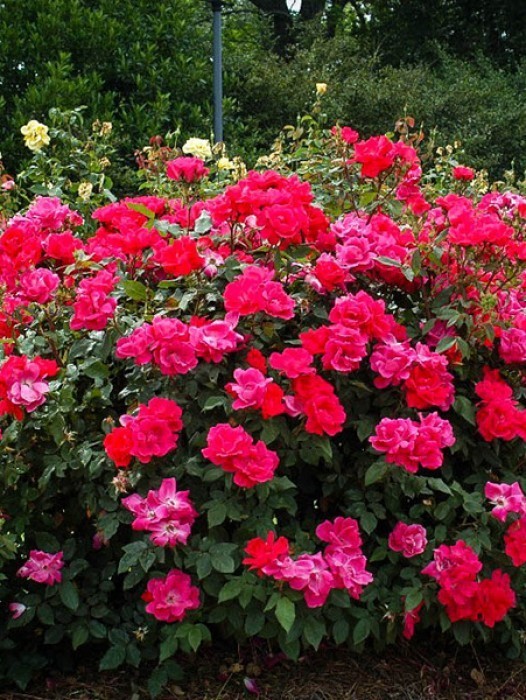 Double Pink Knockout Rose The Tree Center™
