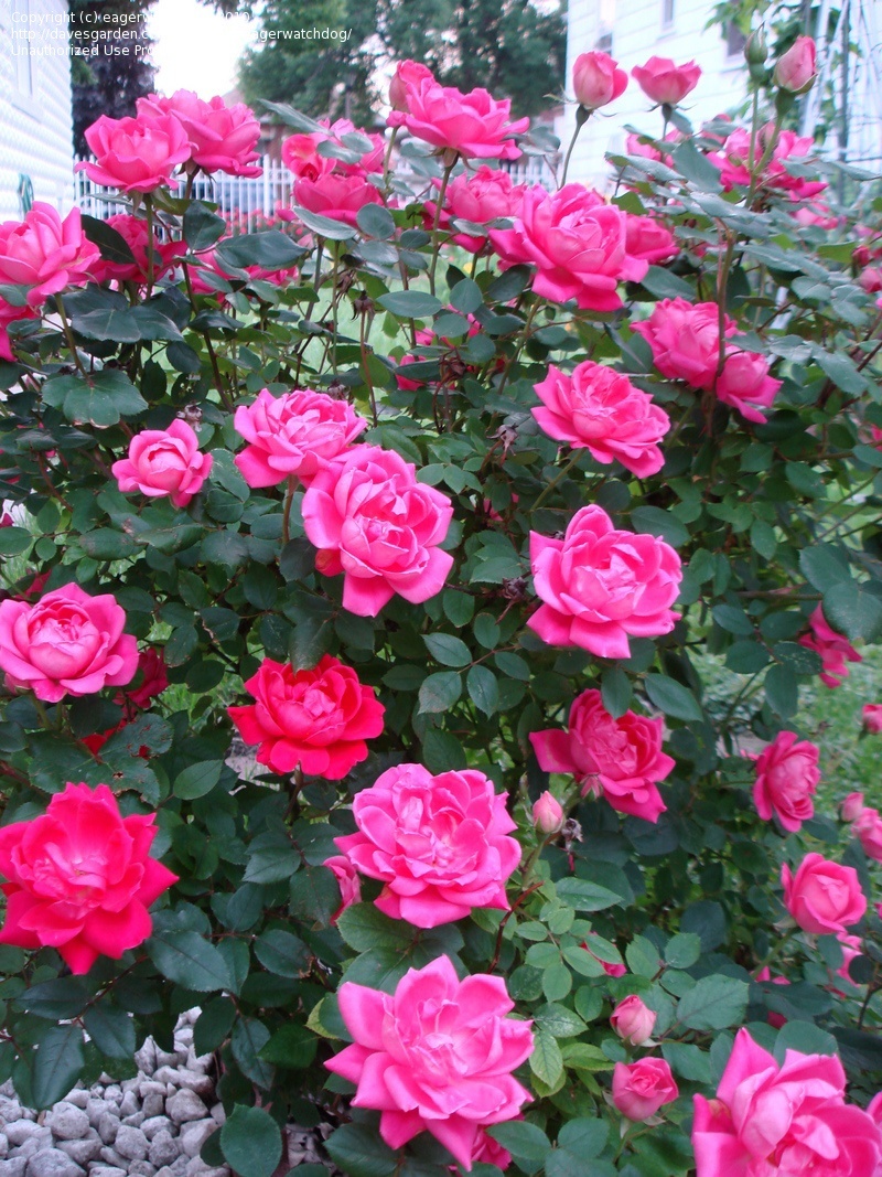 Double Pink Knockout Rose The Tree Center double-knockout-rose-the-tree-center