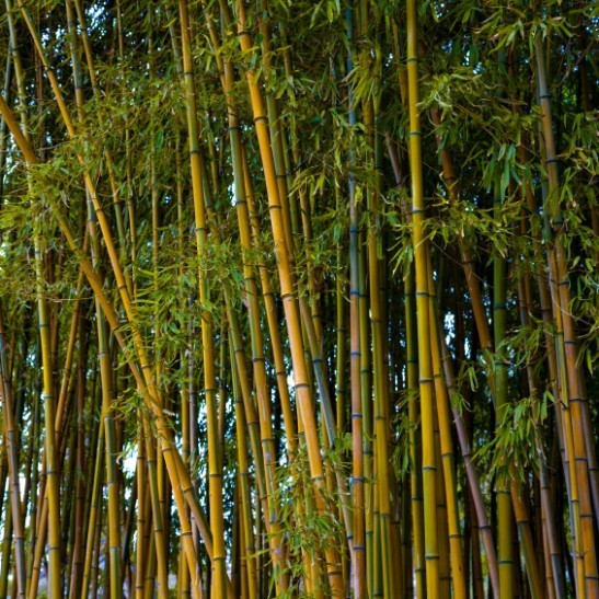 Golden Bamboo | The Tree Center™