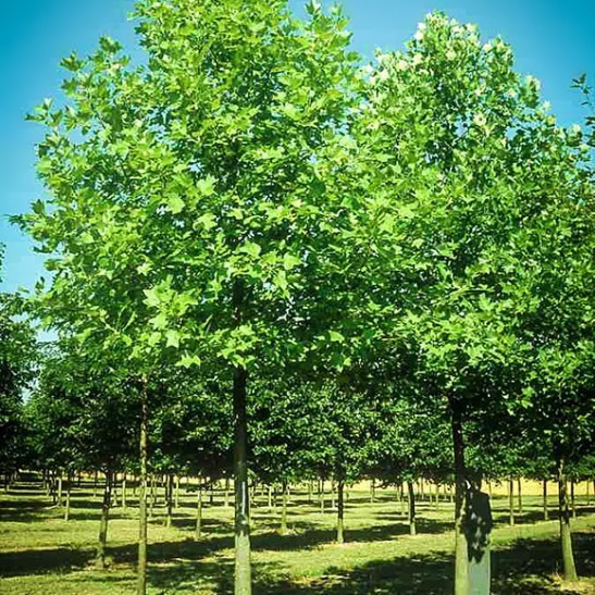 Hybrid Poplar The Tree Center™