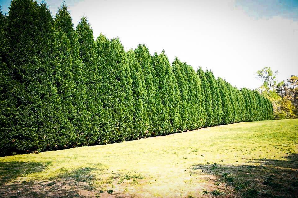 Leyland Cypress - The Best Privacy Tree? | The Tree Center™