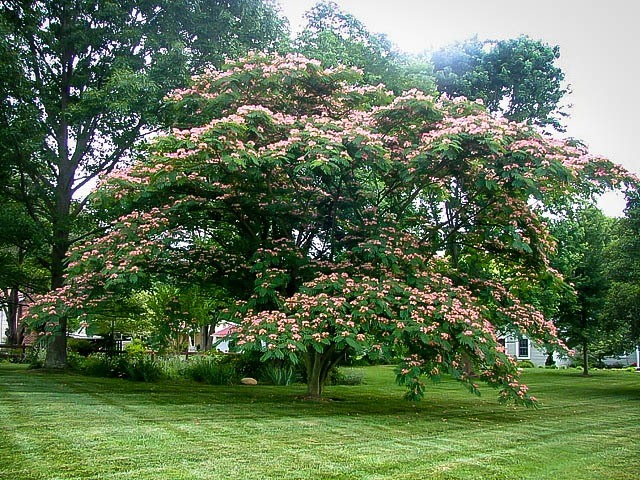leixlip mall mature trees boob job chattanooga
