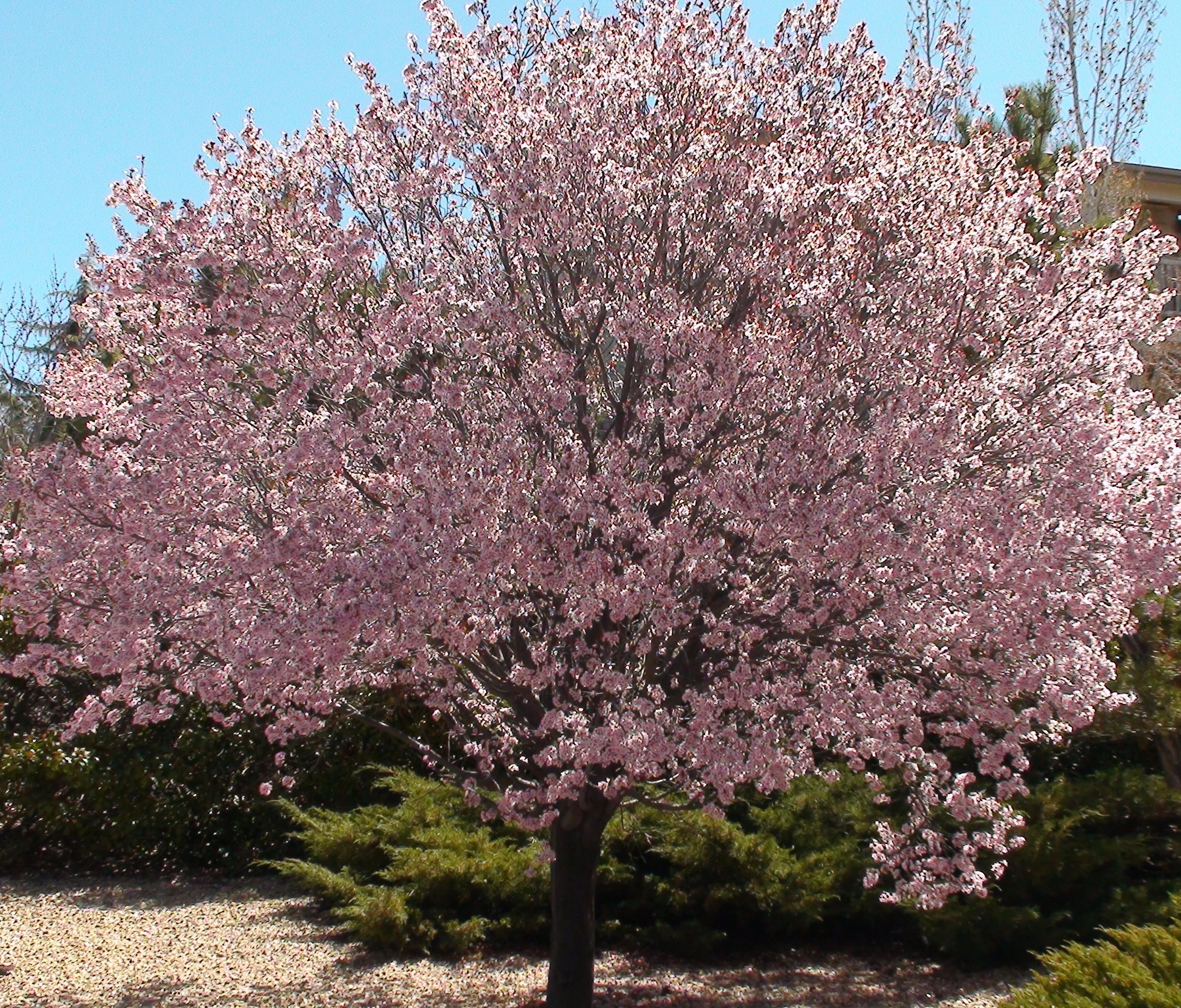 The Flowering Tree [1992]