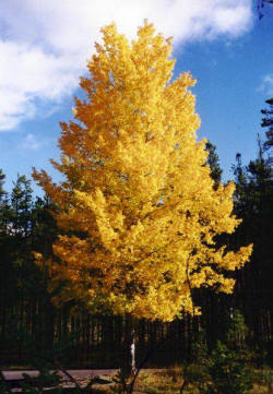Quaking Aspen | The Tree Center™