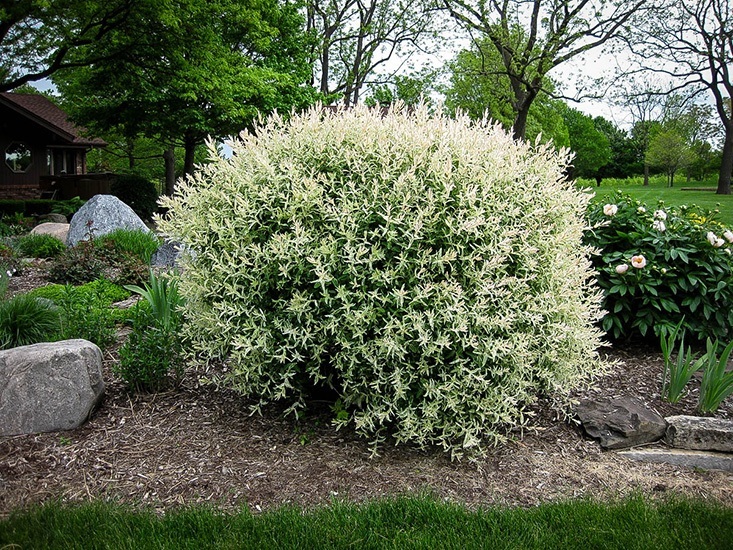 Tri Color Willow | The Tree Centerâ„¢