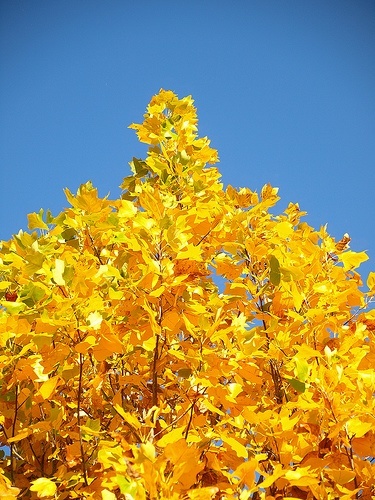 Buy Tulip Poplar Trees Online | The Tree Center™