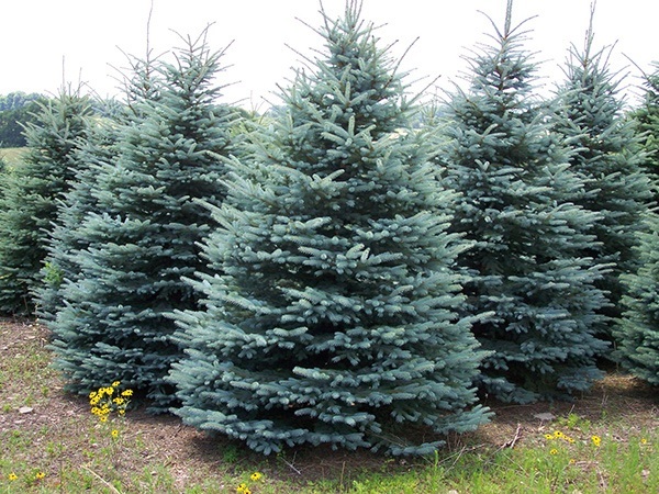 best deer resistant plants and shrubs for your area the best deer resistant plants and shrubs for your area the