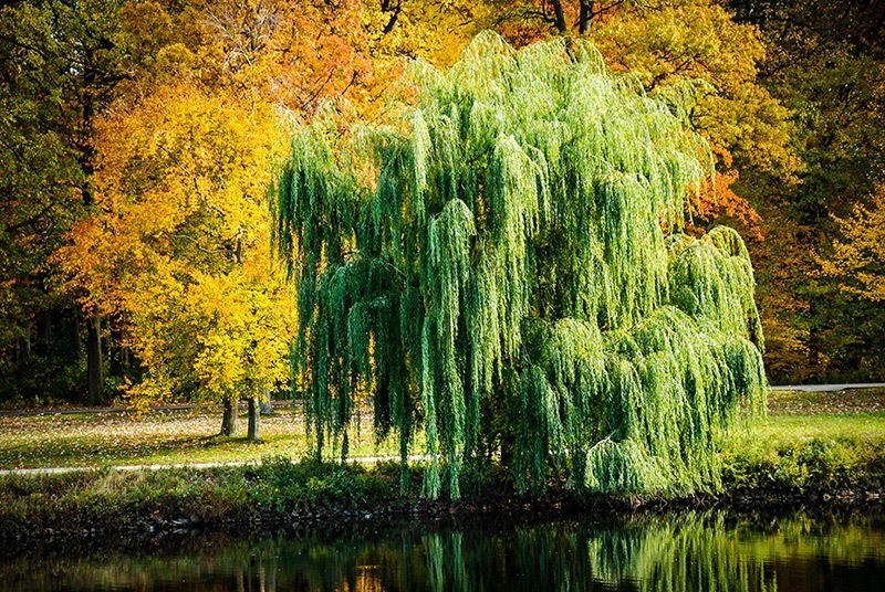 Image result for beautiful s;photos of willow trees