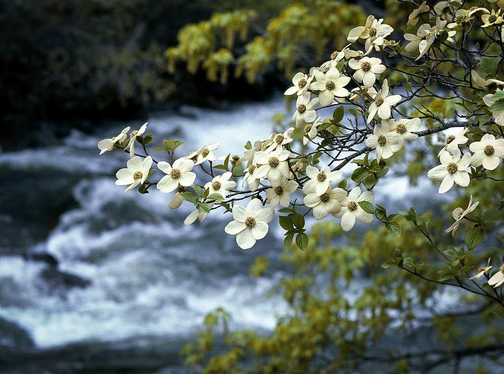 dogwood tree facts everything you need to know dogwood tree facts everything you need to know