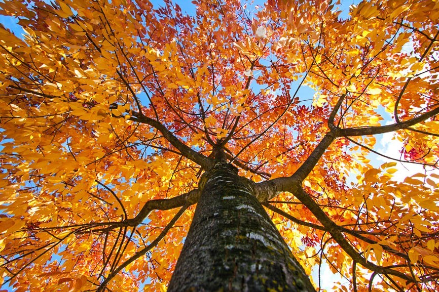 Best Shade Trees Fast Growing Trees Quickly Provide You Shade The