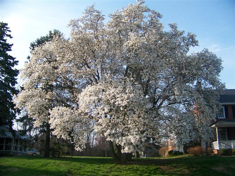 Your Complete Guide To Magnolia Trees The Tree Center™