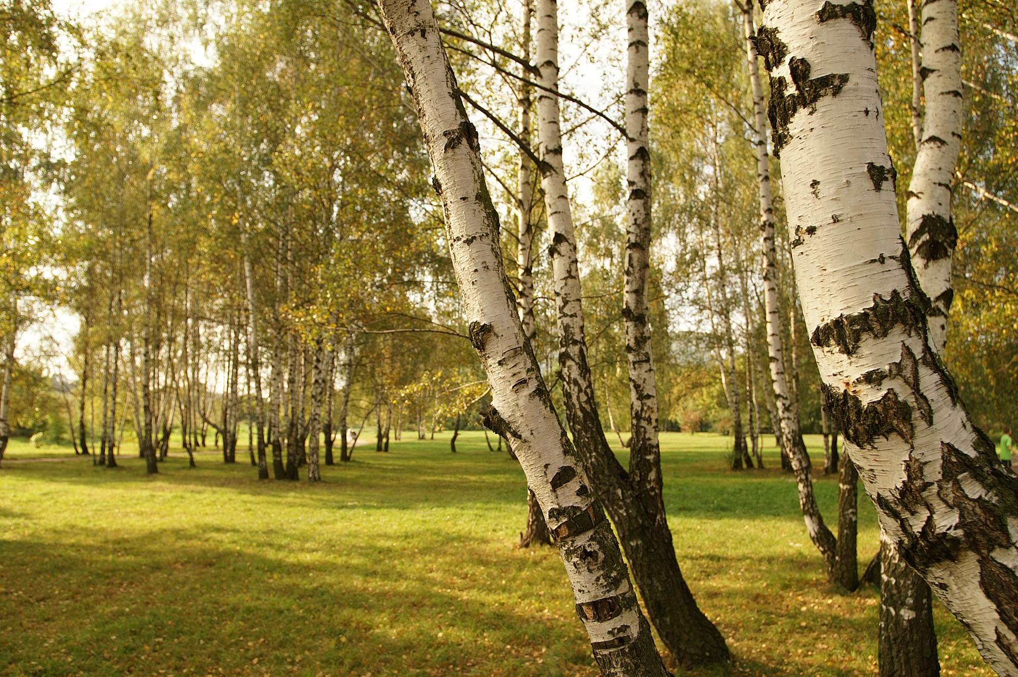 A Garden of Native Trees and Shrubs | The Tree Center™