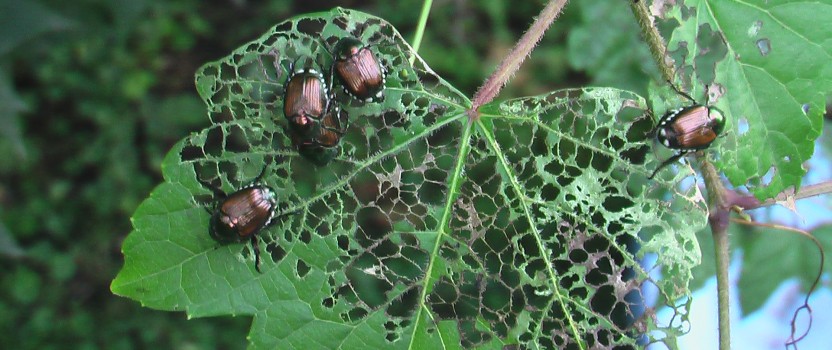 How To Get Rid Of Japanese Beetles The Tree Center™