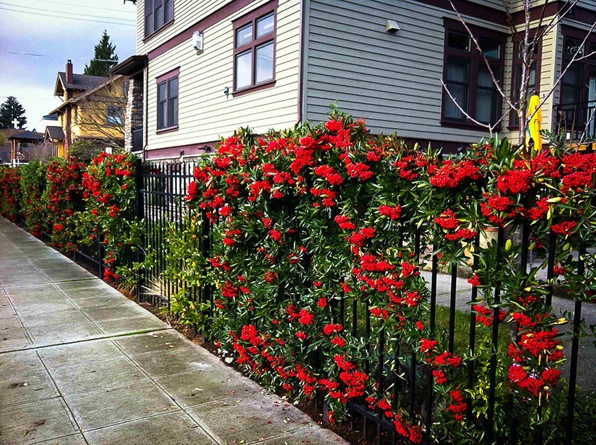 Mohave Pyracantha On A Fence