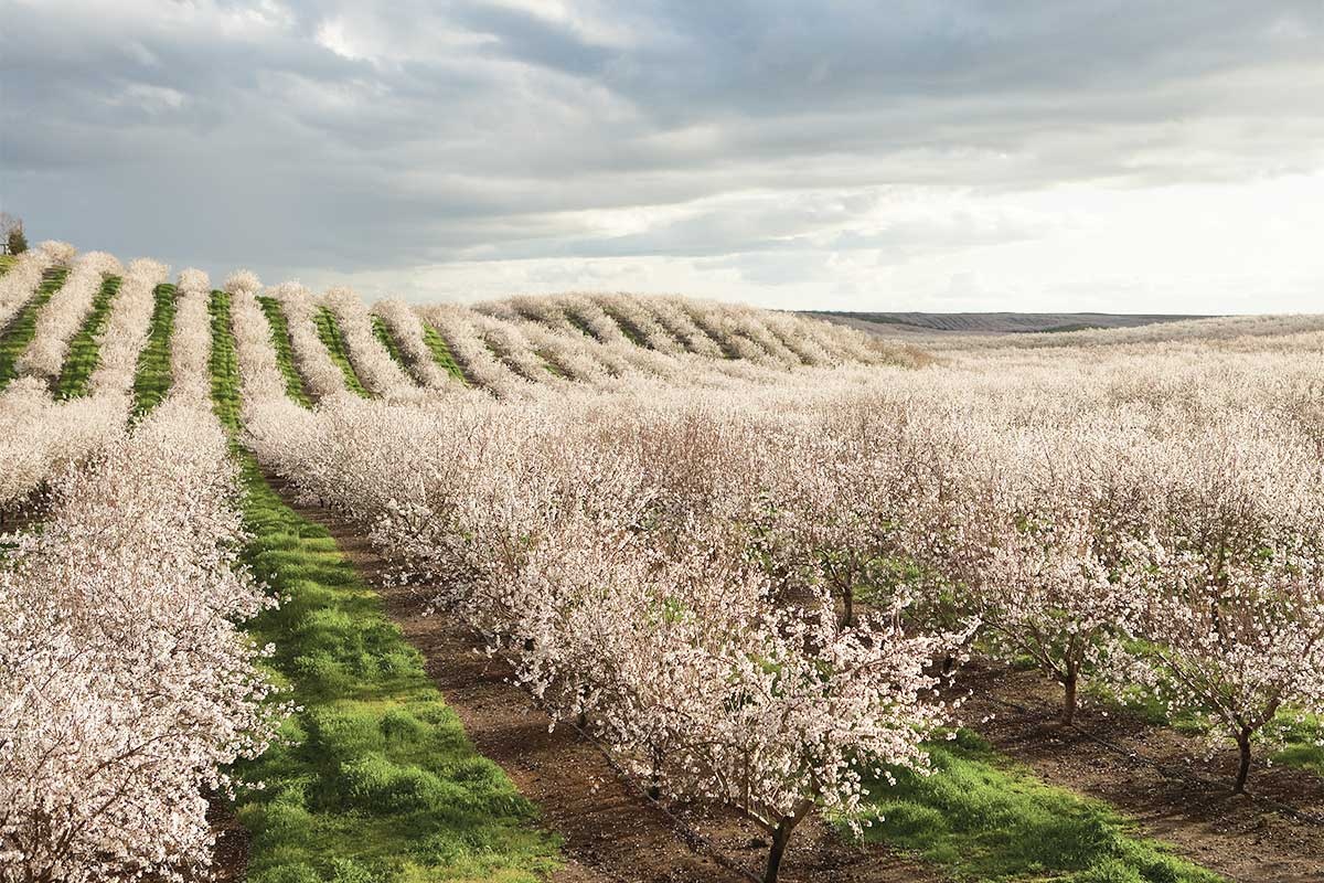 Do Almonds Grow On Trees? The Tree Center™