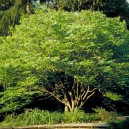 American Hornbeam