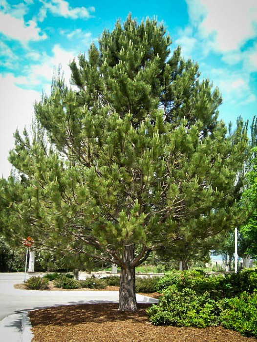 Buy Pine Trees Online The Tree Center™
