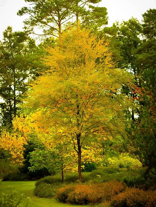 Image Result For Garden Center Us