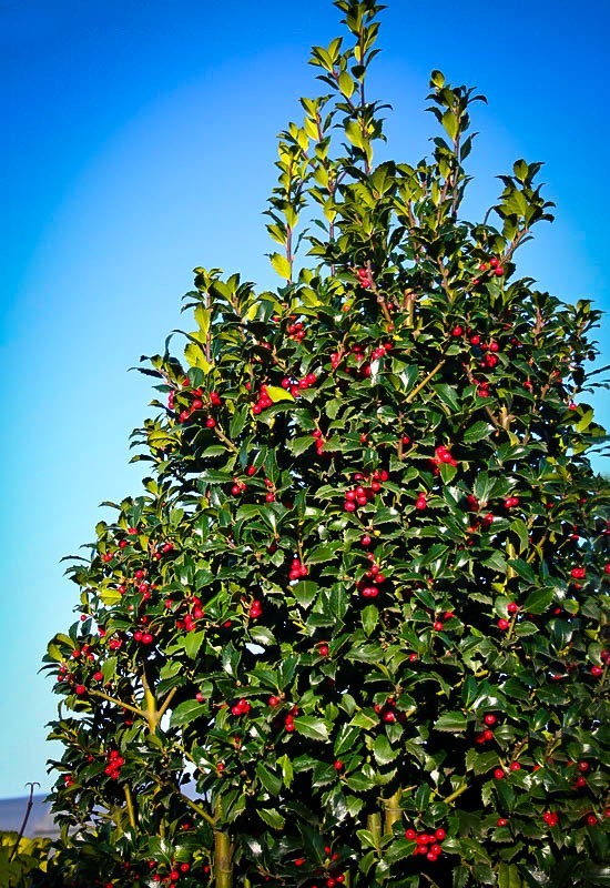 Castle Spire® Blue Holly “Heckenfee” | The Tree Center™