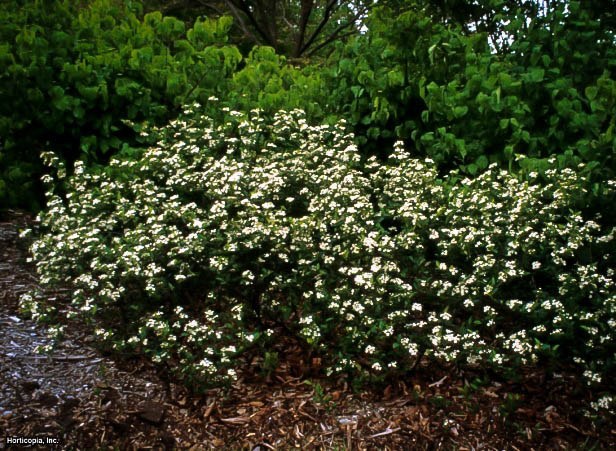 Chokeberry Bush