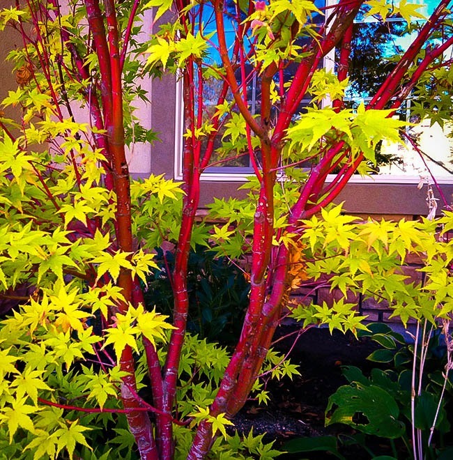 Coral Bark Japanese Maple | The Tree Center™