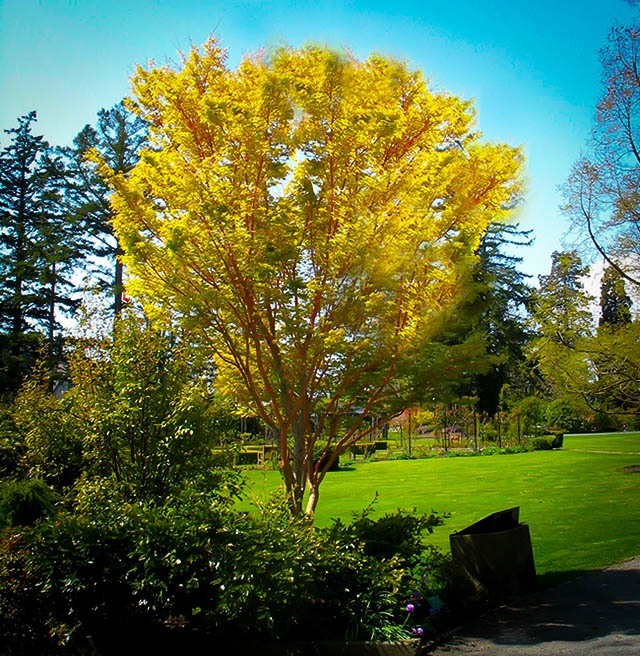 Mature Coral Japanese Maple Tree