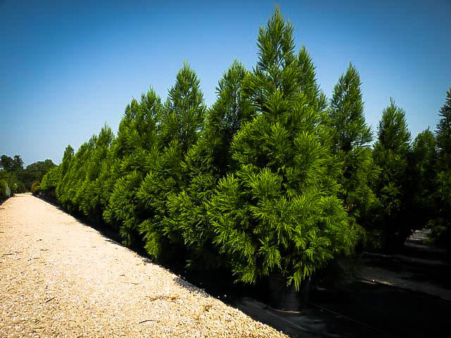 Yoshino Japanese Cryptomeria | The Tree Center™