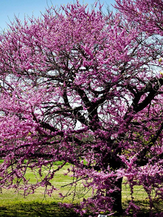 Buy Redbud Trees Online The Tree Center™