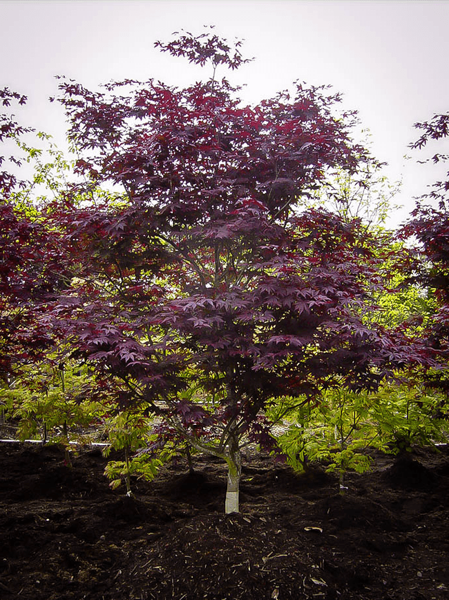 Emperor Japanese Maple