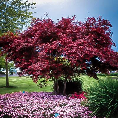 landscaping with shrubs - bringing shape and color into