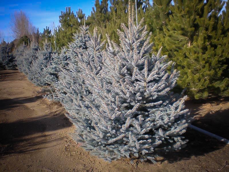 Colorado Blue Spruce | The Tree Center™