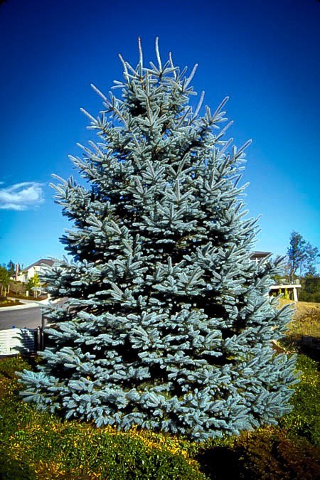 Colorado Blue Spruce | The Tree Center™