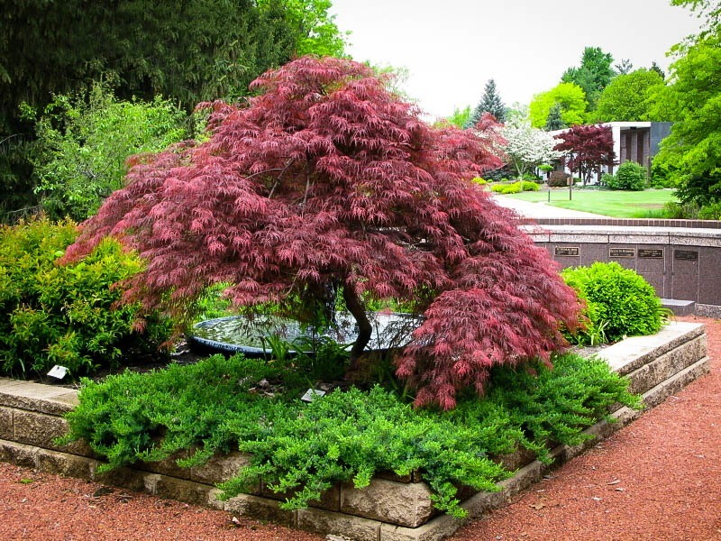 Garnet Japanese Maple Tree