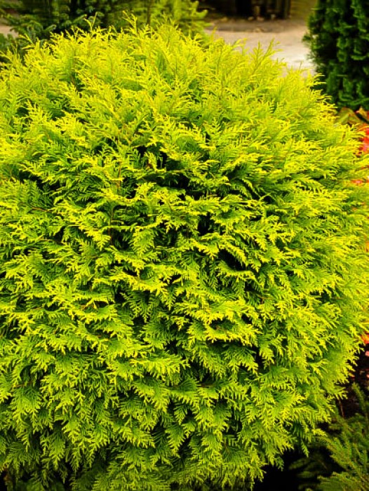 Buy Emerald Green Thuja Arborvitae Online The Tree Center   