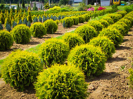 arborvitae globe golden thuja evergreen tree trees landscaping occidentalis shrubs plant plants cedar center