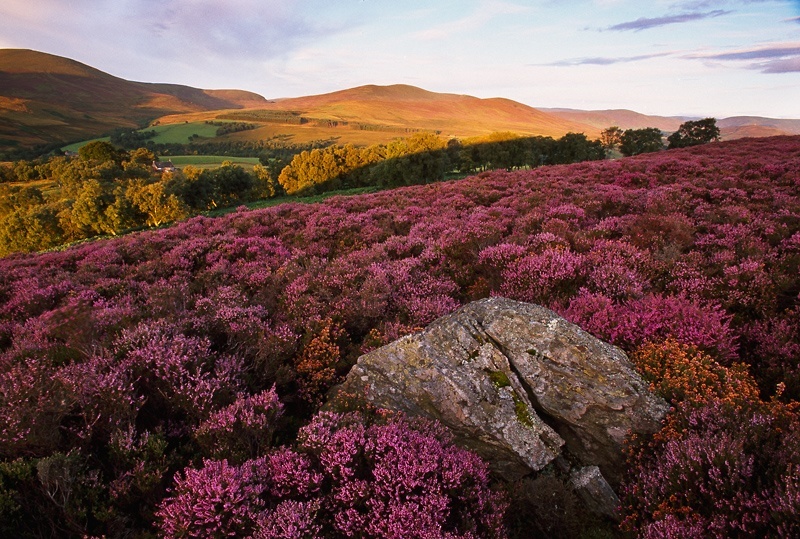 Best Deer Resistant Plants and Shrubs For Your Area The Tree Center™