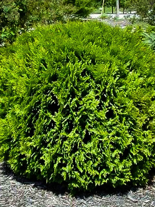 thuja midget hetz giant arborvitae trees tree shrubs shrub globe occidentalis plant evergreen ft mature height sun read sold shade