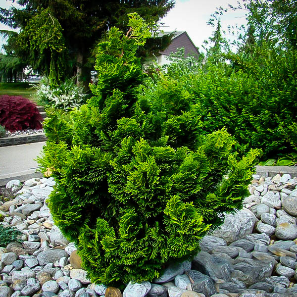 Dwarf Hinoki Cypress Tree Form