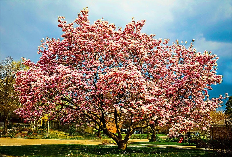 Jane Magnolia Tree | The Tree Center™