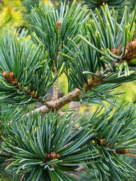 Buy Pine Trees Online The Tree Center™