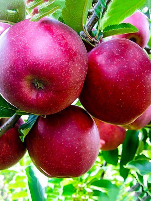 McIntosh Apple Tree The Tree Center