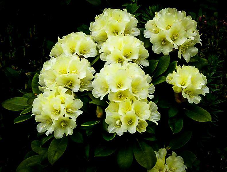 Yellow Rhododendron Lemon Dream The Tree Center™