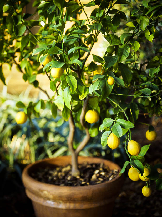 Lemon Tree Container