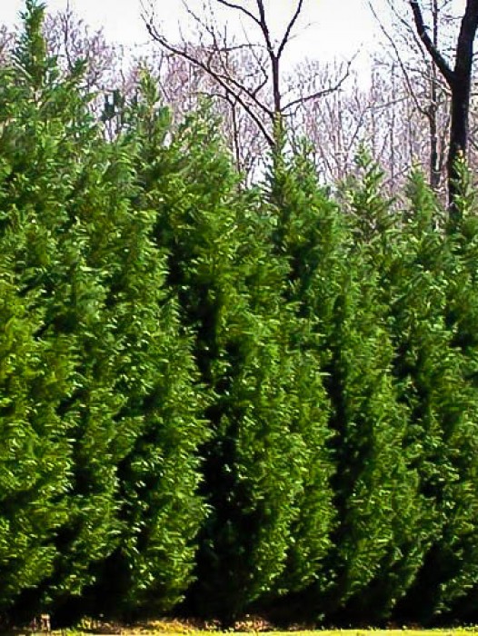 Leyland Cypress