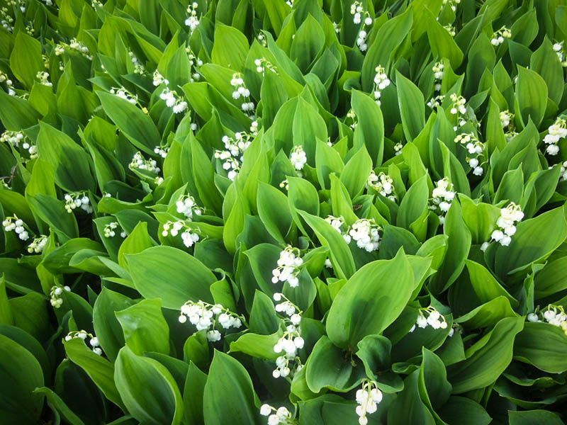 Best Deer Resistant Plants and Shrubs For Your Area The Tree Center™